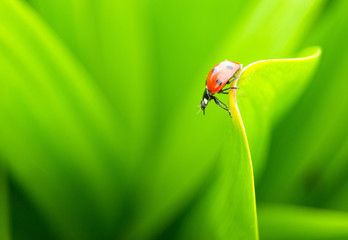 Ladybug on a green leaf