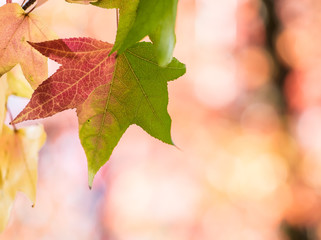 Red and green leaf in autumn forest, macro closeup, natural background.