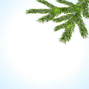 Green branches of a Christmas tree on a white background. illustration