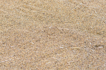 paddy rice for background