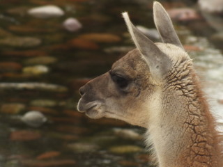Obraz premium Focus on wild guanaco head by the river watching the movement around it.
