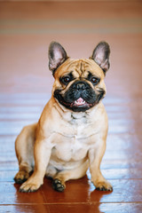 Dog French Bulldog sitting on floor indoor.