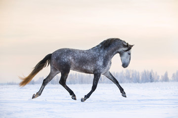 Andalusian grey horse in winter sunset