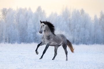 Fototapeta premium Andalusian horse on winter background