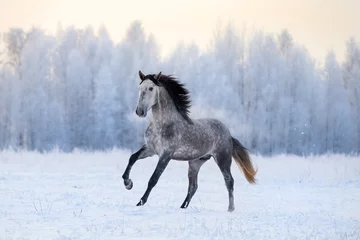 Fototapeten Andalusisches Pferd auf Winterhintergrund © Alexia Khruscheva