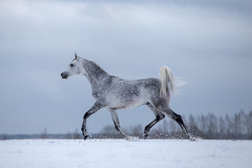 Fototapeta na wymiar Arabian horse on winter stormy background