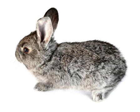 Photo of a small rabbit isolated on a white background