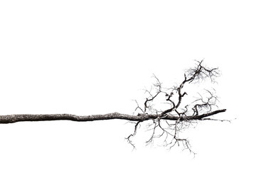 Dead branches.