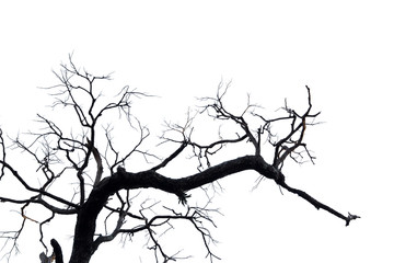 Dead branches.