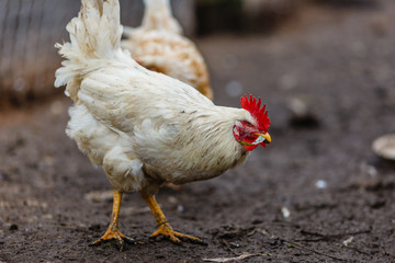 Петух на подворье
