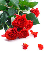 Obraz na płótnie Canvas beautiful red rose