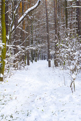 frosty winter landscape in snowy forest against blue sky - grunge filter photo