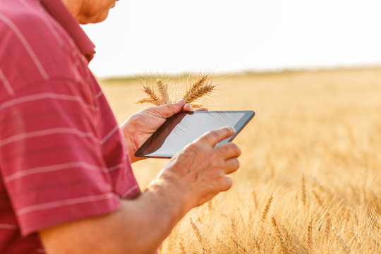 Close up of senior farmer standing in a wheat field with a tablet and examining crop.