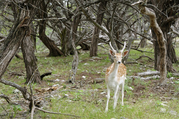 Young male Fallow Deer, with velvet on new antlers, standing at a treeline