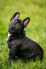 Young Black French Bulldog Dog In Green Grass