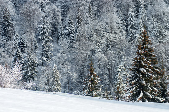 Fototapeta Spruce with cones on a background of snow covered forest. New Year and Christmas postcard. Hill after a snowfall. Fir with pine cones under the snow. Selective focus.