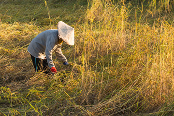 farmers harvesting rice in rice field in Thailand..