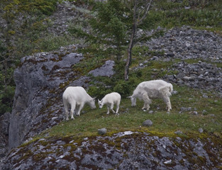 Fototapeta na wymiar Mountain Goats, Alaska
