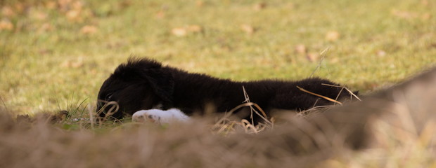 time to relax, cute black puppy lying deeply relaxed in the gras