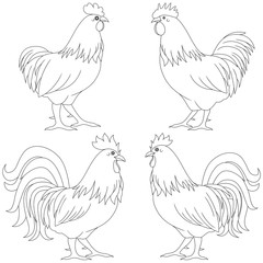Set of four various Rooster contours