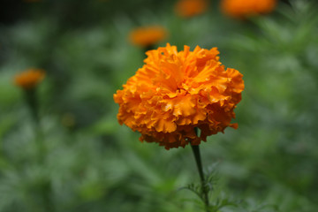 Marigold