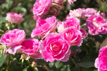 薔薇