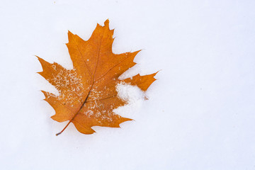 oak leaf on the snow 