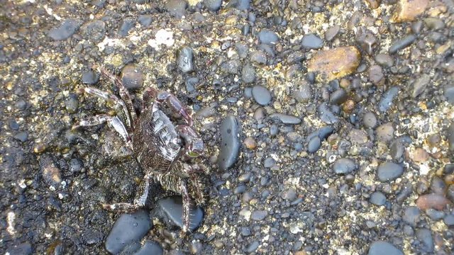 Small crab walking and feeding on the sea rocks
