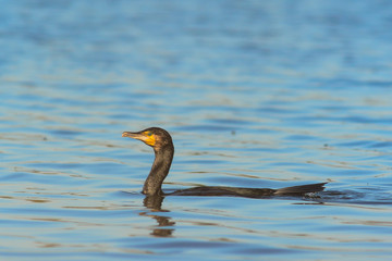 Cormorano (Phalacrocorax carbo) in pesca