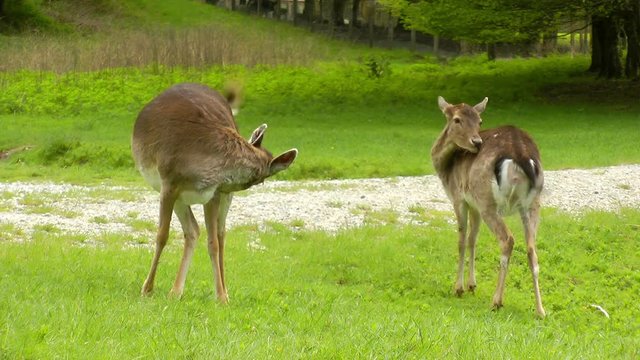 deer grazing in bavaria germany