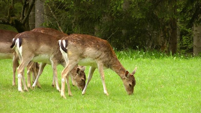 deer grazing in bavaria germany