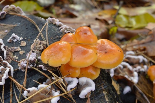 Orange brown mushroom growing on tree trunk with brown cream hub