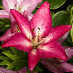 Red lily flower in flower garden. Flower lily on natural background.