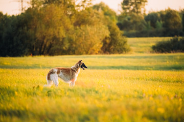 Russian Dog, Borzoi In Summer Meadow Or Field At Sunset