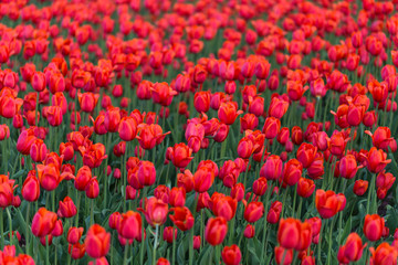 Red tulips. Tulips. Shallow depth of field.