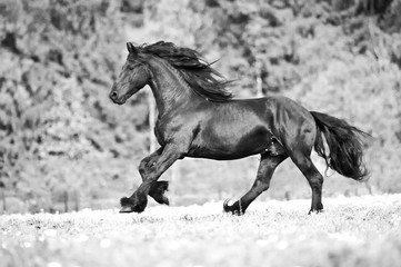 free friesian horse runs , black and white.