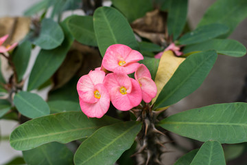 Crown of thorns flowers : Euphorbia milli Desmoul..