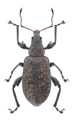 Beetle Polydrusus pilosus on a white background