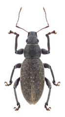 Beetle Brachyderes incanus on a white background