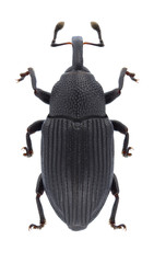 Beetle Baris artemisiae on a white background