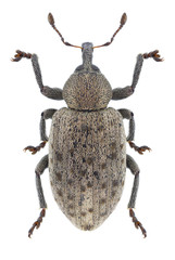 Beetle Hypera viciae on a white background
