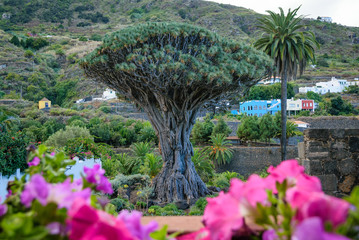 Dragon Tree (Dracaena draco) Drago Milenario, Icod de los Vinos, Tenerife