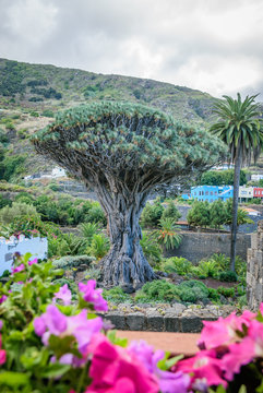 Dragon Tree (Dracaena draco) Drago Milenario, Icod de los Vinos, Tenerife