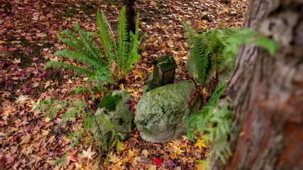 Rural forest glen on a cloudy fall day
