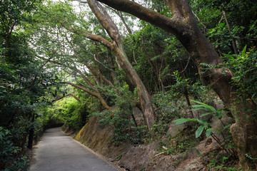 Empty Lugard Road shaded by trees at the Victoria Peak in Hong Kong, China.