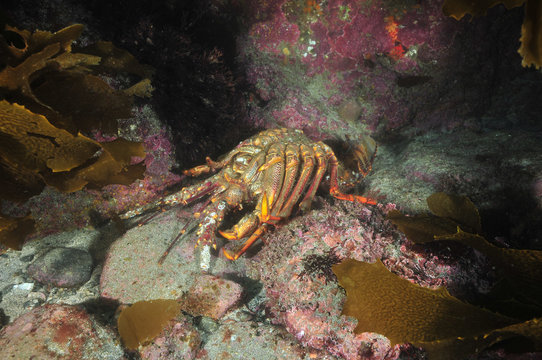 Empty shell of spiny lobster after molting on rocky sea bottom.