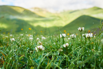 White clover flowers in the grass with dew early morning