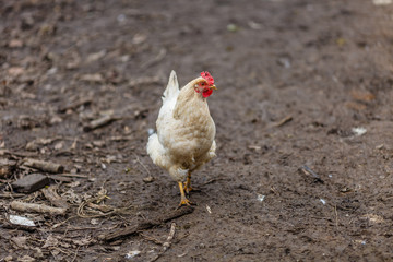 Белая курица во дворе