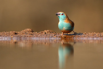 The blue waxbill (Uraeginthus angolensis), also called blue-breasted cordon-bleu drink water from a small pond