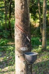 Rubber Latex of rubber trees in rubber garden